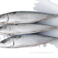 High Quality Sea Frozen Pacific Whole Round Mackerel